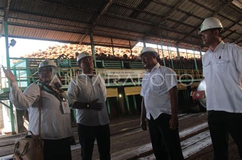 PABRIK KELAPA SAWIT ADOLINA PTPN IV ANTARA Foto