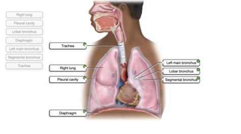 A P Ii Exam Iii Connect Respiratory System Flashcards Quizlet