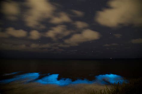 Bioluminescent Plankton