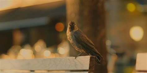 Lund Chut Lund Photo Bing 5