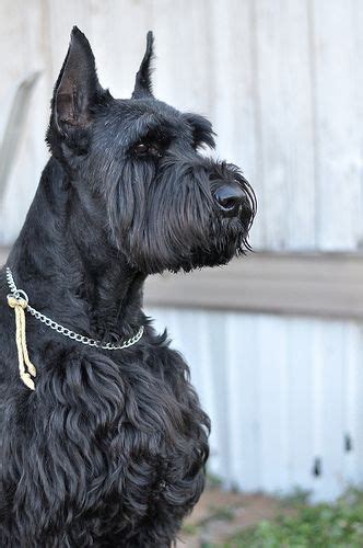 29 Giant Schnauzer ideas | giant schnauzer, schnauzer, schnauzer dogs