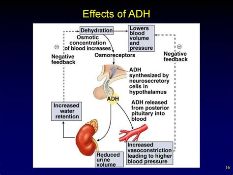 Disorders of adrenal gland - liofreaks