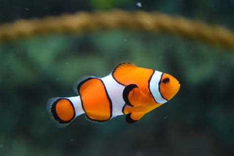 The False Clown Anemonefish Whats That Fish