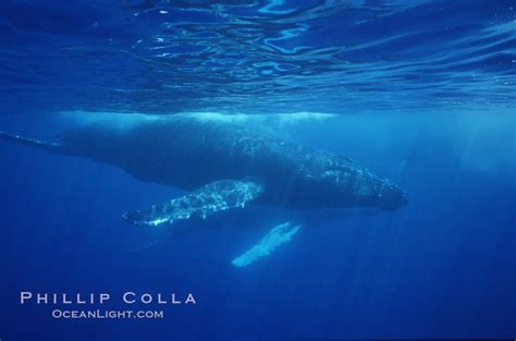 North Pacific Humpback Whale Megaptera Novaeangliae Photo Maui Hawaii