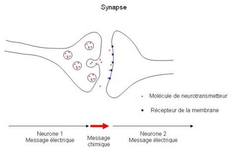 2 Le systèmes nerveux