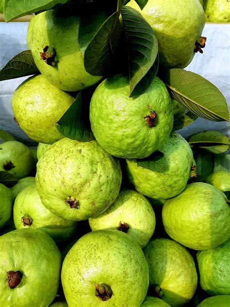 Psidium Guajava Alias Jambu Biji