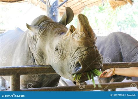 Feeding Rhino stock photo. Image of wilderness, portrait - 166373938