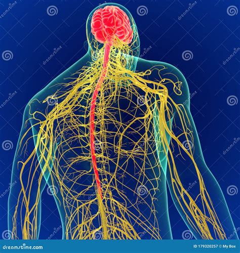 D Illustration Human Brain With Nerves System Anatomy D Stock