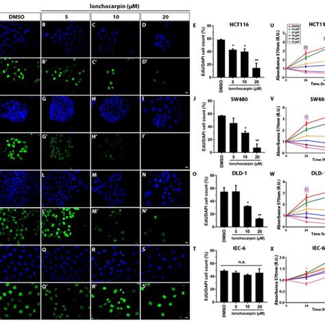 Lonchocarpin Inhibits Cell Migration In Hct Sw And Dld