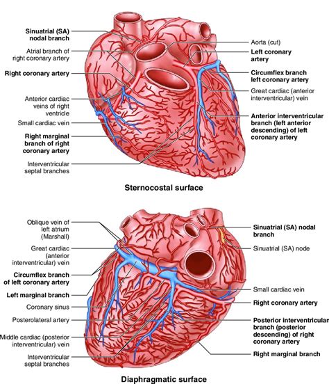 Cardiac Veins And Arteries