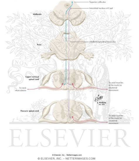 Tectospinal Tract Pathway