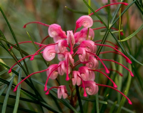 Grevillea Kwiat Australijski Darmowe Zdjęcie Na Pixabay Pixabay