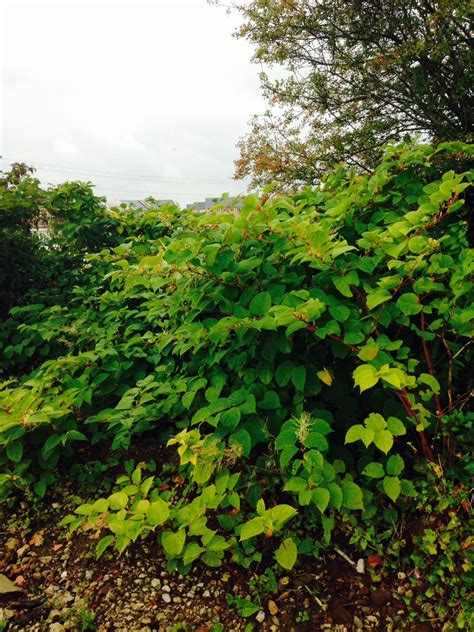 Japanese Knotweed Expert Video Gallery Artofit