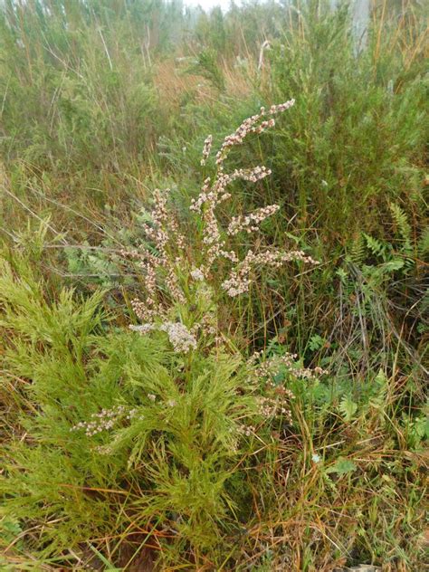 Broom Anglereed From Greyton Nature Reserve South Africa On May