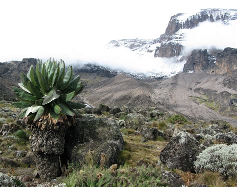 Vegetation in the mountains Free Photo Download | FreeImages