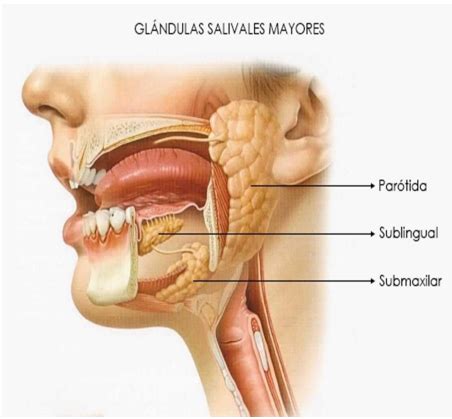 Gl Ndulas Salivales Mayores