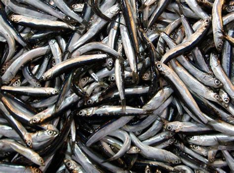 Out With Tuna In With Sardines A Recipe For Saving The Seas The