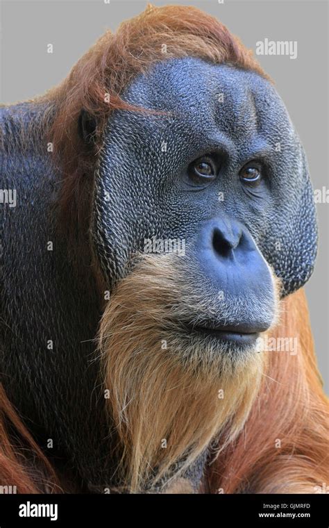 Monkey Eyes Stock Photos And Monkey Eyes Stock Images Alamy