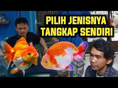 SEMUA IKAN KOKI ASAL TULUNGAGUNG KIOS BANG EDO PASAR PARUNG YouTube