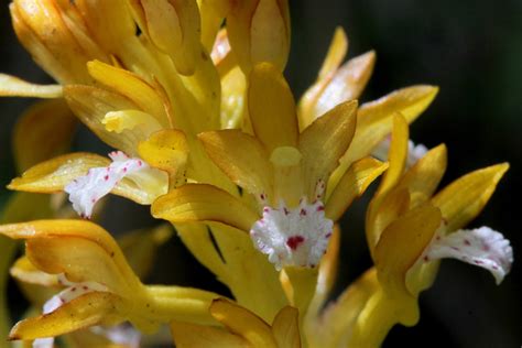 Native Orchids Of The Pacific Northwest And The Canadian Rockies And