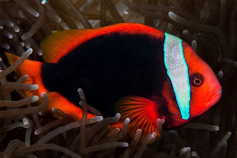 Poisson Clown Rouge Amphiprion Frenatus Fiche Poissons