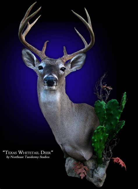 Whitetail Deer Mount, Whitetail Deer Taxidermy