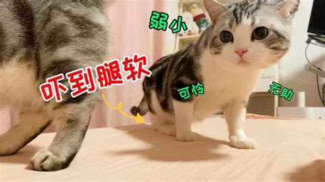 哈哈哈！猫爸第一次见孩子，猫猫祟祟，吓到腿软，还飞机耳！搞笑萌宠好看视频