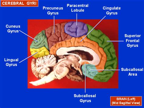 Cerebral Gyri Medial Surface1 Precuneus Wikipedia In 2021