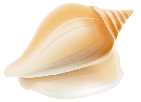 Seashell Png