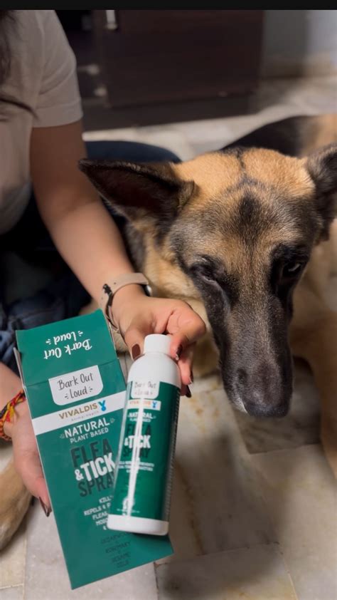 Snickers | GERMAN SHEPHERD (@snickerskarelia) • Instagram photos and videos