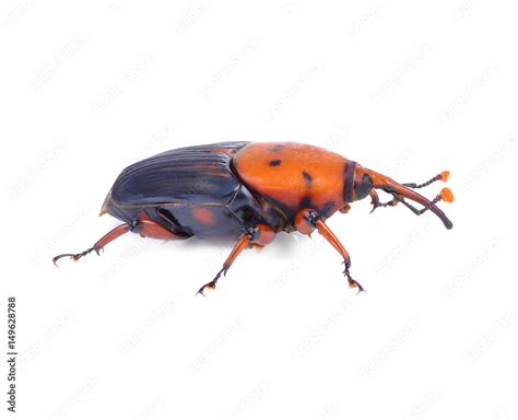 The Red Palm Weevil Rhynchophorus Ferrugineus Is A Species Of Snout