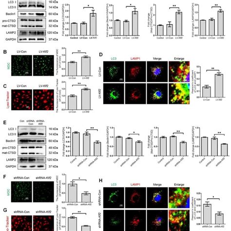 KLF2 Enhances The Autophagy Lysosome Pathway In BEnd 3 Cells BEnd 3