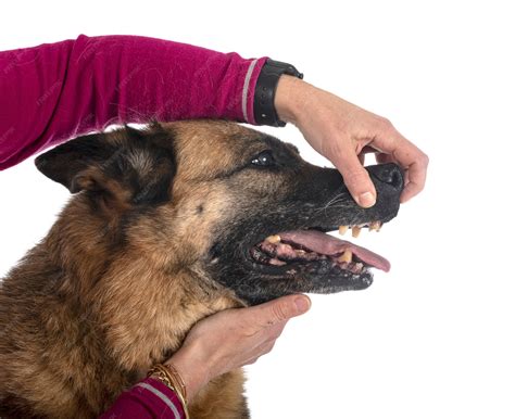 Premium Photo | Teeth of old german shepherd in front of white surface