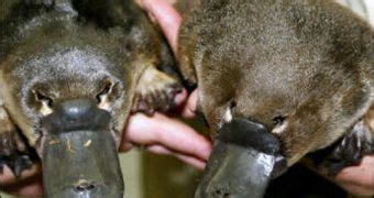 Platypus Genome Sequenced Times More Sex Chromosomes Than Humans Softpedia