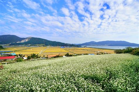 Photo 1011 장흥 선학동 아침햇살 받은 메밀꽃 2022 10 4 아침햇살 메밀꽃 장흥선학동 장흥사진찍기좋은곳