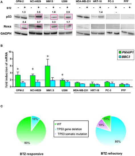 Frontiers Spliced Xbp Levels Determine Sensitivity Of Multiple