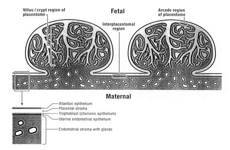 Figure 5 From The Bovine Placenta Before And After Birth Placental