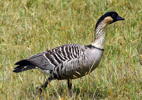 Can You Guess The Official State Bird Of All 50 States Birds And Blooms