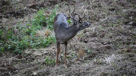 2019 Georgia Deer Hunting Youtube