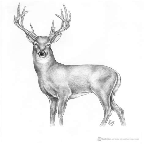 Deer Pencil Drawings At Explore Collection Of Deer