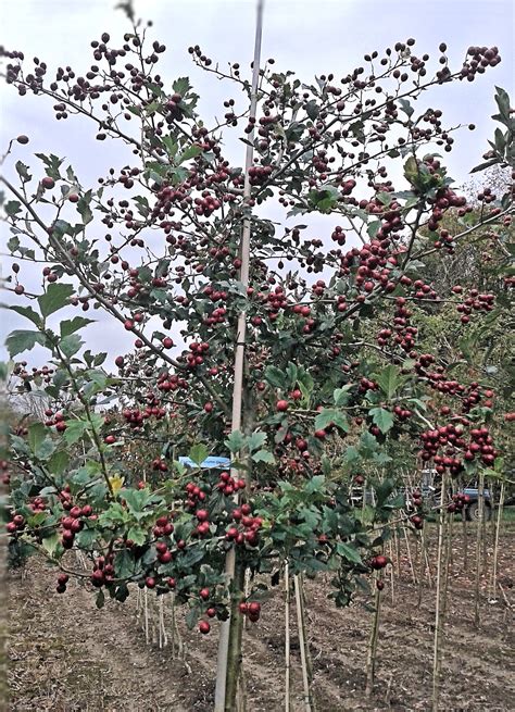 Crataegus Thorn Or May Tree