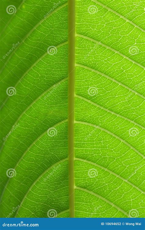 nervation fotografia stock immagine  fogliame foglio