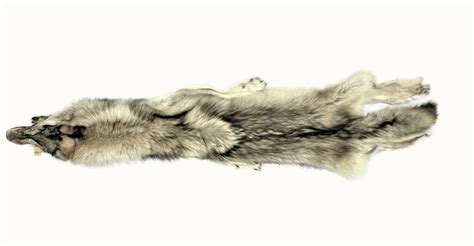 wolf pelt xl  ii complete   canadian coyote company
