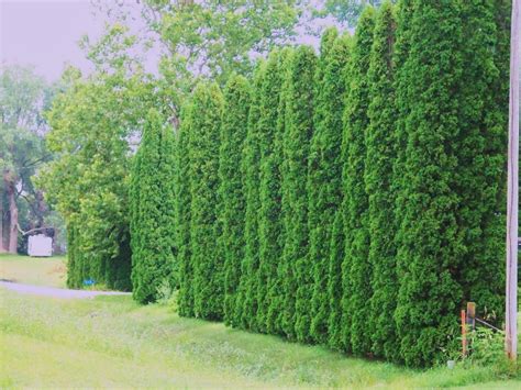 G a r d e n M o t h e r: American Arborvitae - Thuja orientalis