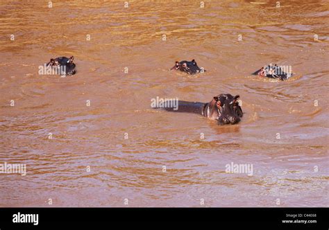 hippo in river Stock Photo - Alamy