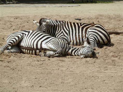 Zwei Zebras Im Zoo Bild Bild 9551510