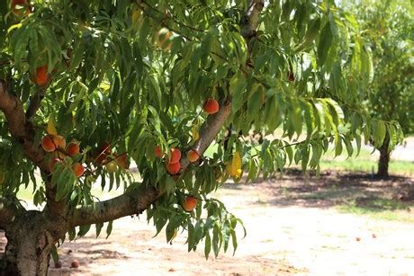 Hot days for South Carolina peach growers