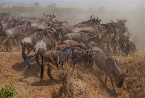 Manada Grande Del ñu En La Sabana Gran Migración Kenia Tanzania Masai