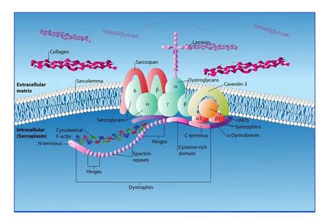 Model Of The Dystrophin Glycoprotein Complex In Dmd The Absence Of