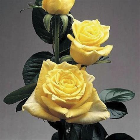 РОЗА ЧАЙНОГИБРИДНАЯ АЙСЛЕНД пакет | Агрофирма «ФЛОС»